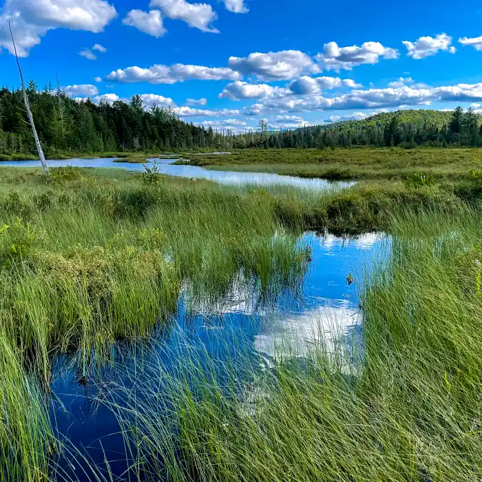 Marsh grasses and water against a blue sky.