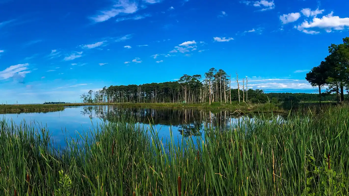 A wetland with open water, with cattails in front and pine trees on the far side of the water.