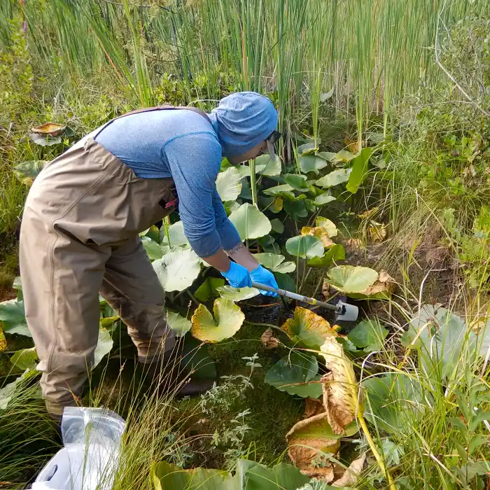 Person wearing waders scooping water from a densely vegetated wetland.