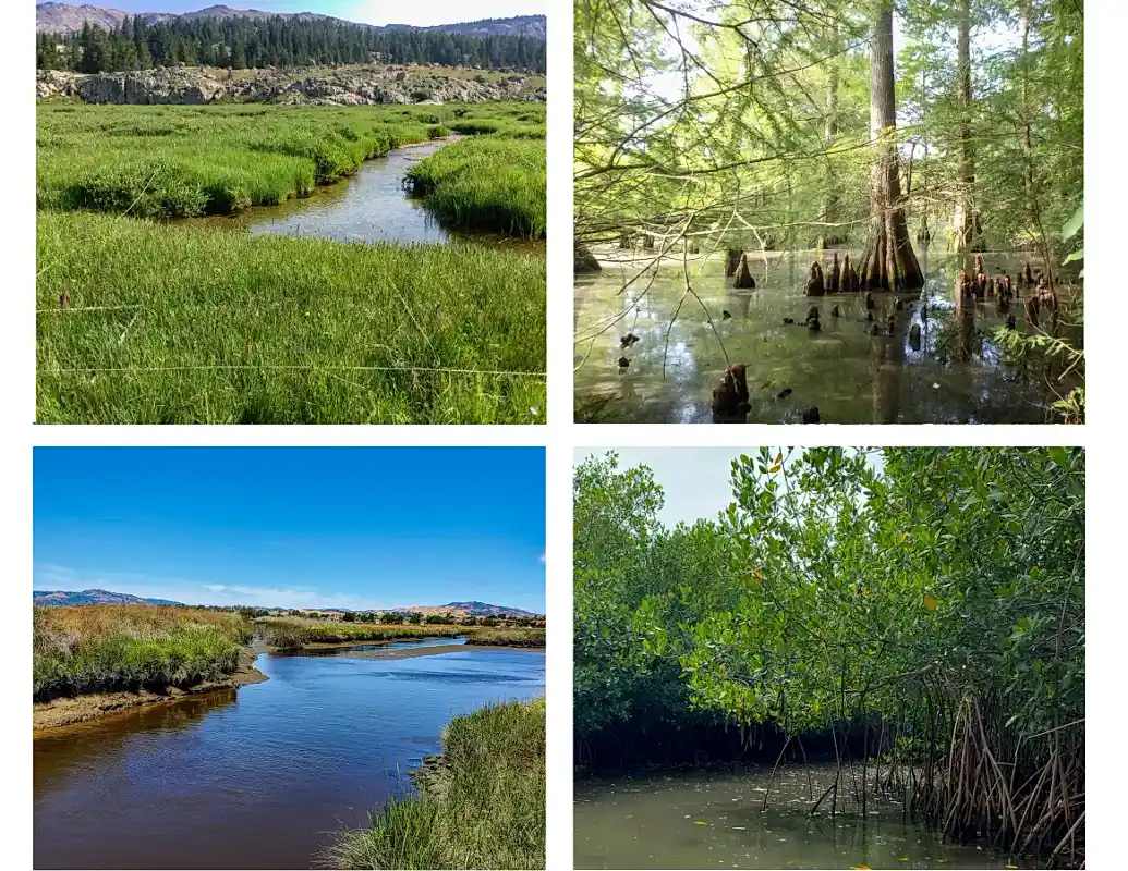 Going clockwise, a wet meadow with a stream flowing through it, a cypress swamp, mangrove trees and roots, and a salt marsh.