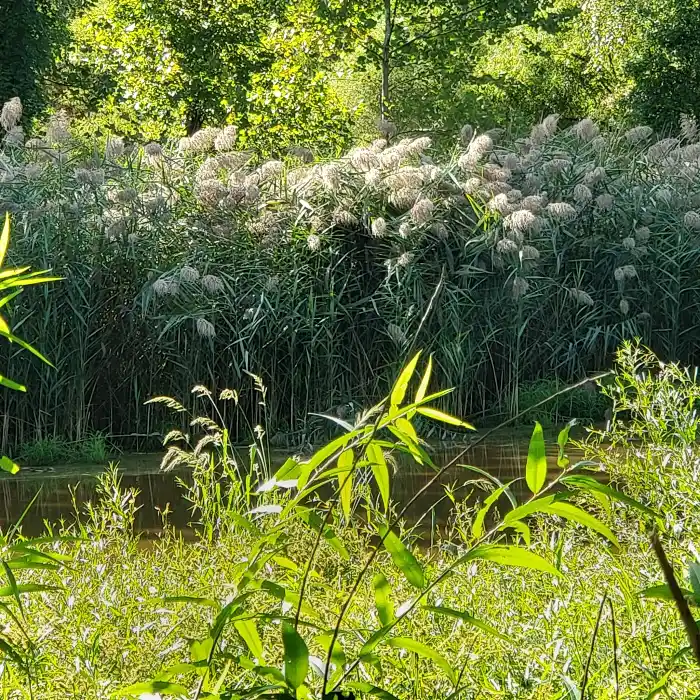 Dense stand of very tall feathery grass.