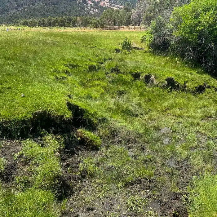 Exposed soil in a grassy area.