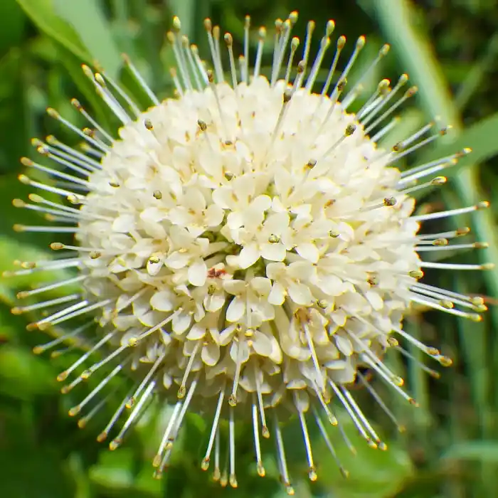 Closeup of a spherical white flower.