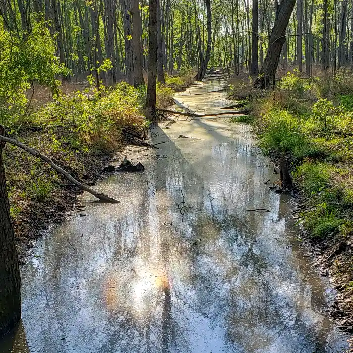 A water-filled ditch in a forest.