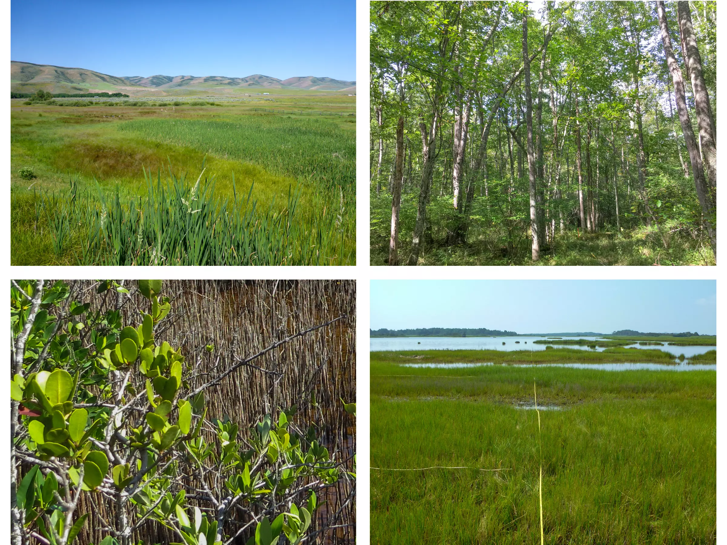 Going clockwise, a marsh with mountains in background, a deciduous forest, a salt marsh, and a closeup of shrubs mixed with grass.