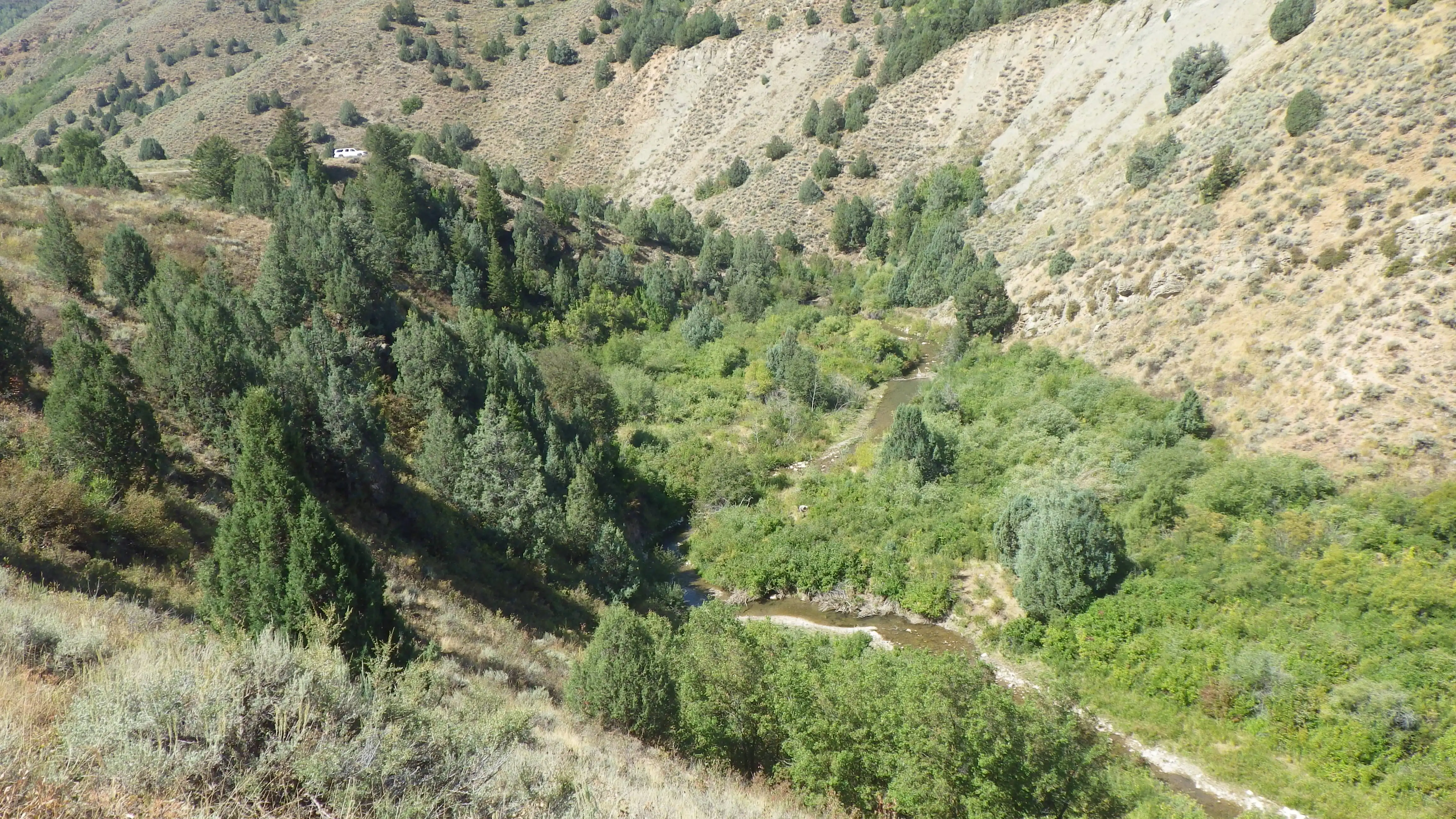 A desert valley, with shrubs and trees lining the stream banks and floodplain.