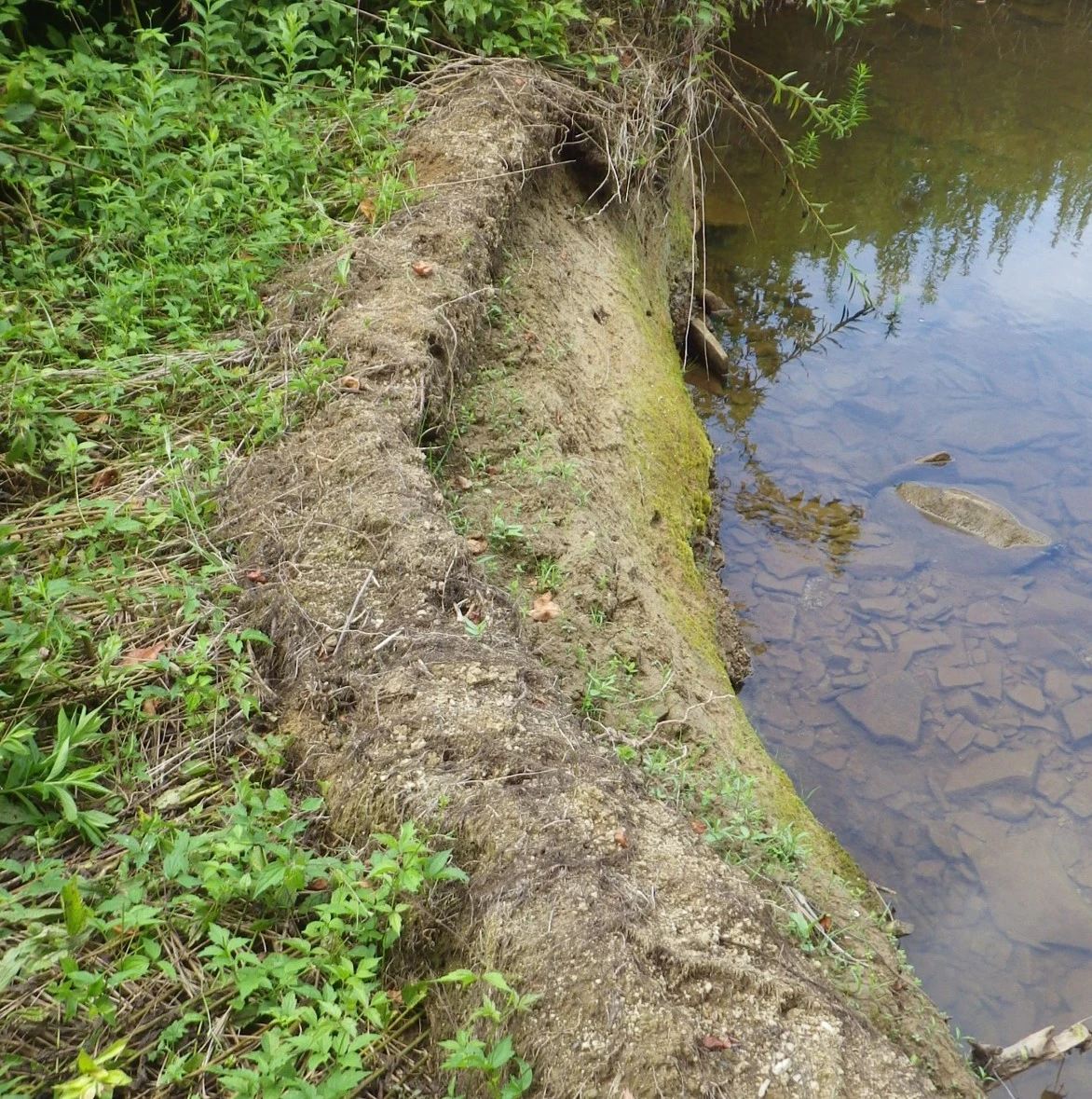Exposed soil on stream shoreline.