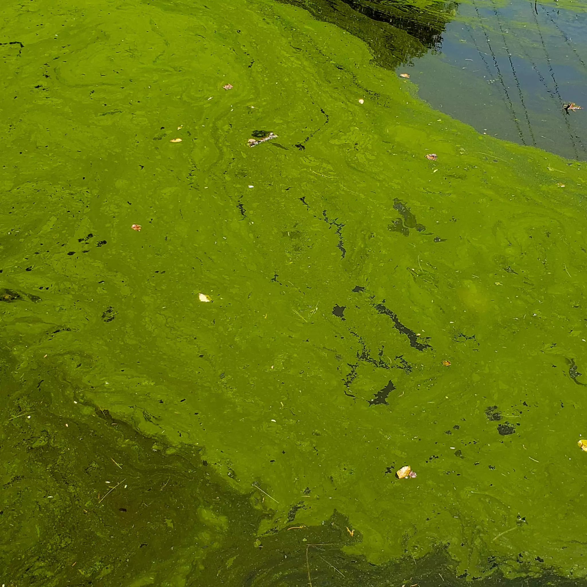 A bright green film on a water surface.