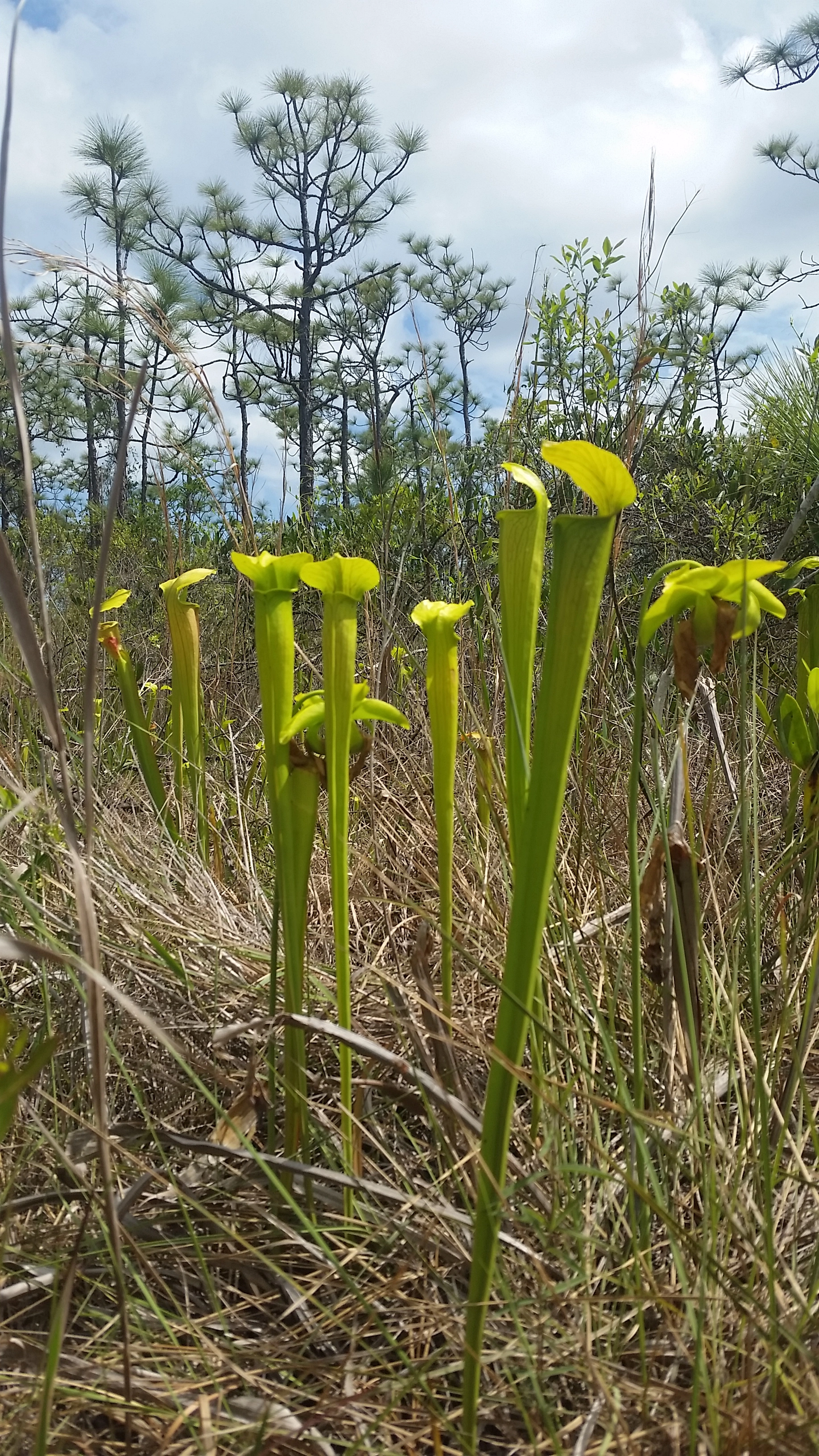 Grasses and light green pitcher plants, with young pines in the background.