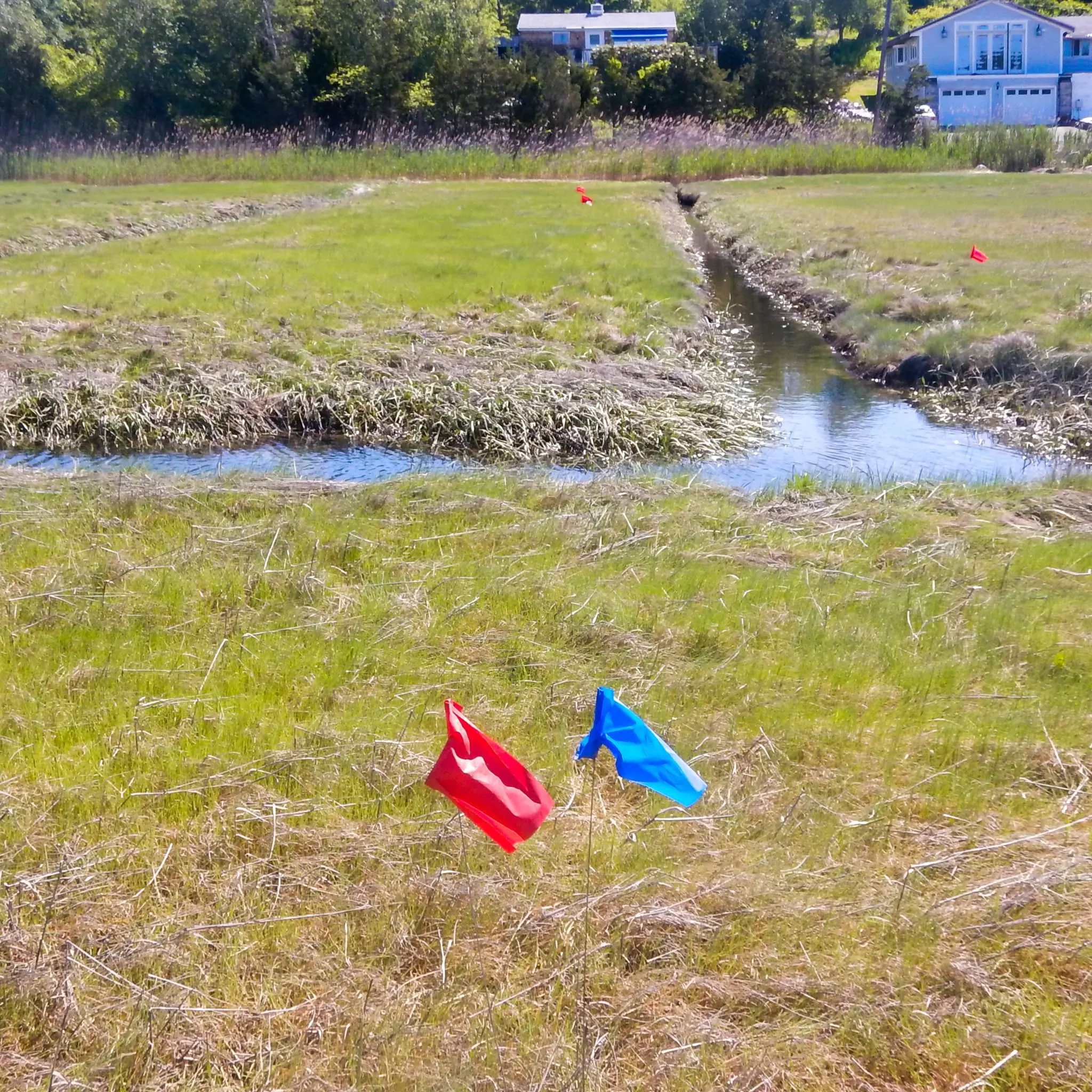 A salt marsh with ditches, with a house in the background.